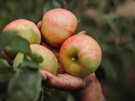 and holding up apples on a tree