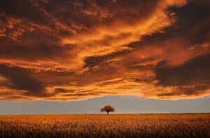 orange sunset on clouds over a lone tree in a field