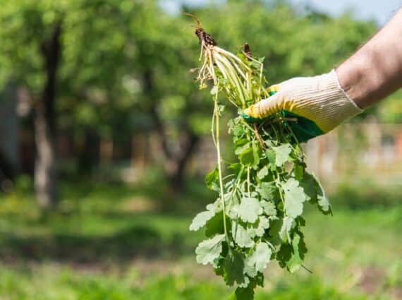 Hand with a work glove on with a handful of weeds